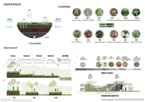 植物分析